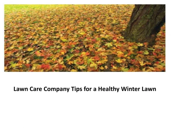 Lawn Care Company Tips for a Healthy Winter Lawn