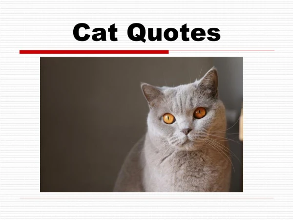 Cat Quotes For Every Cat Lover