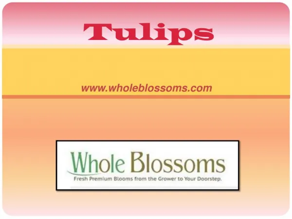 Bulk Parrot Tulip Flowers - www.wholeblossoms.com