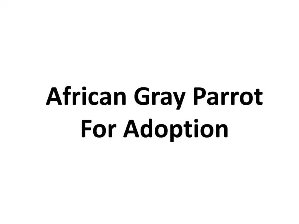 african gray parrot for adoption