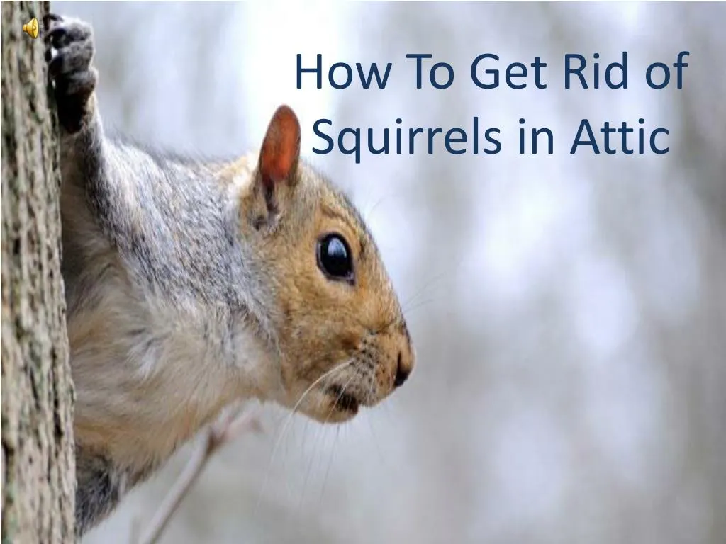 how to get rid of squirrels in attic