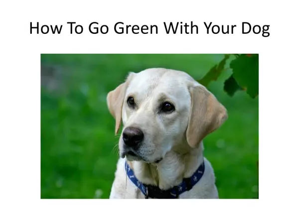 How To Go Green With Your Dog