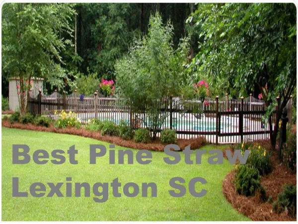 Best Pine Straw Lexington SC Within Low Cost