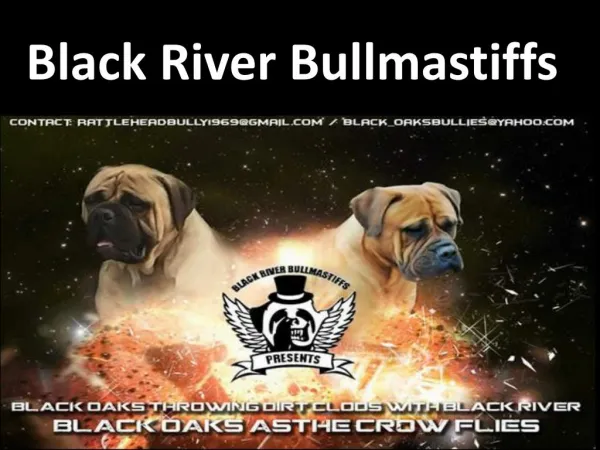 Black River bullmastiff