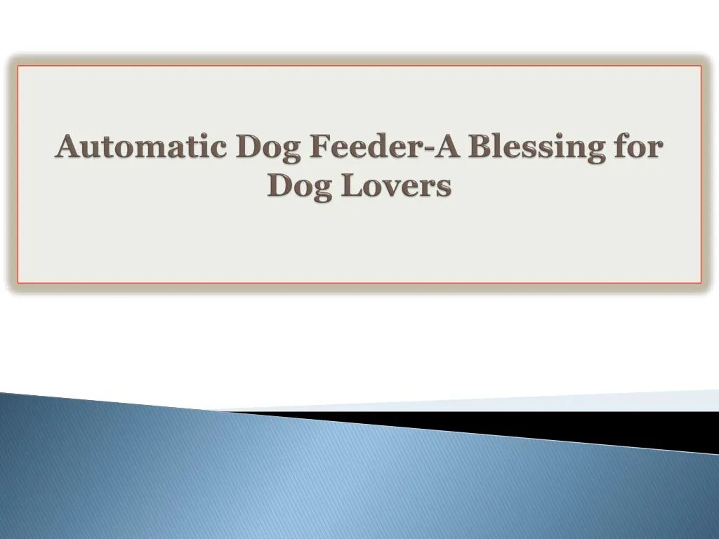 automatic dog feeder a blessing for dog lovers