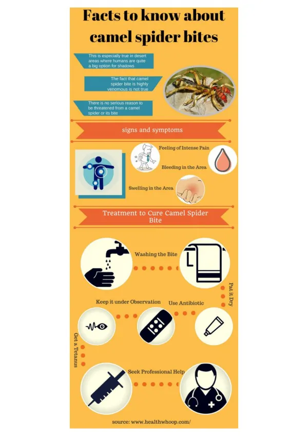 Facts to Know about Camel Spider