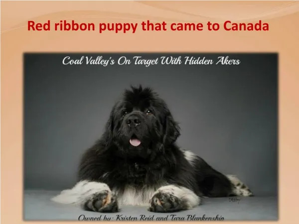 Red ribbon puppy that came to Canada