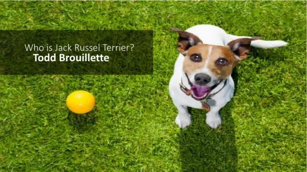 Todd Brouillette – How to Raise a Jack Russell Terrier