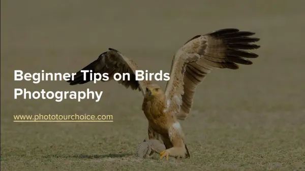 Beginner Tips on Birds Photography