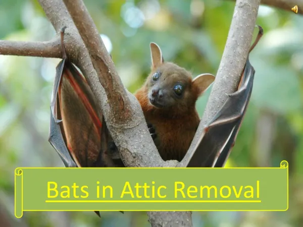 Bats in Attic Removal