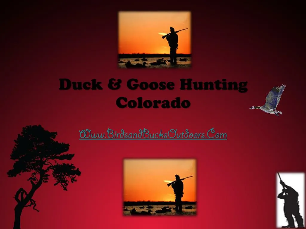 duck goose hunting colorado