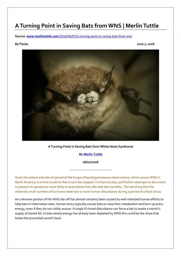 A Turning Point in Saving Bats from White-Nose Syndrome