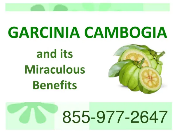 Garcinia Cambogia and its Miraculous Benefits| Garcinia cambogia online store.pdf