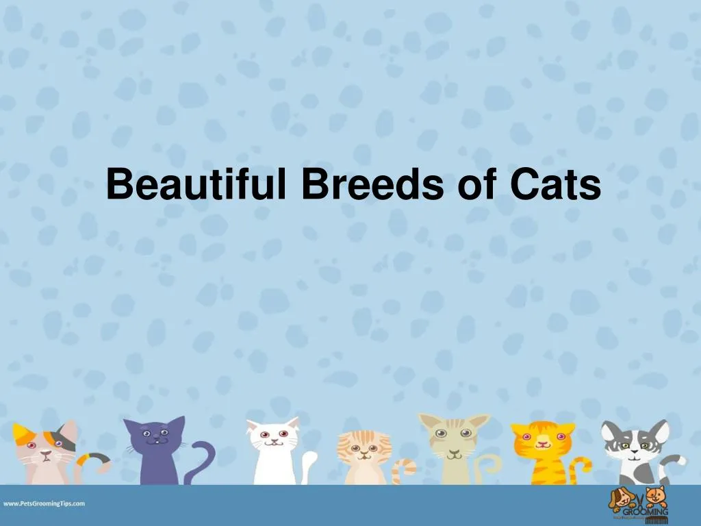 beautiful breeds of cats