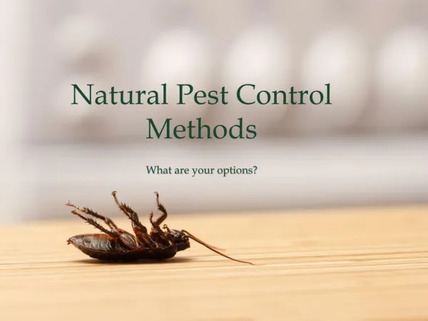 Effective & Natural Pest Control Methods
