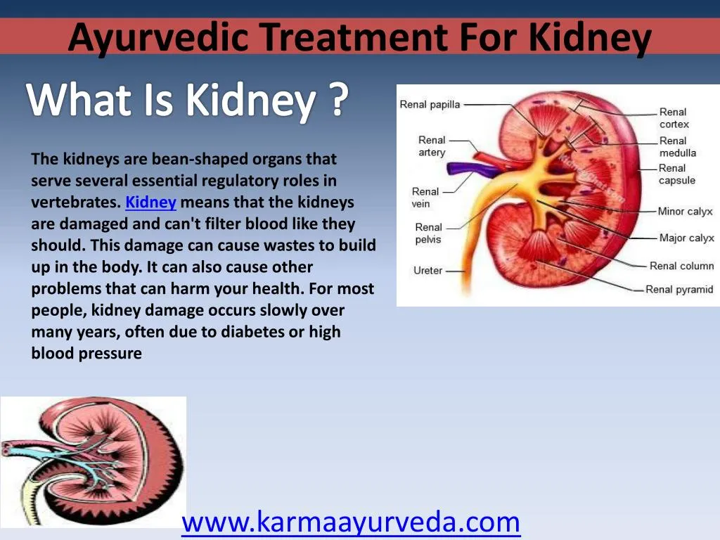 ayurvedic treatment f or kidney