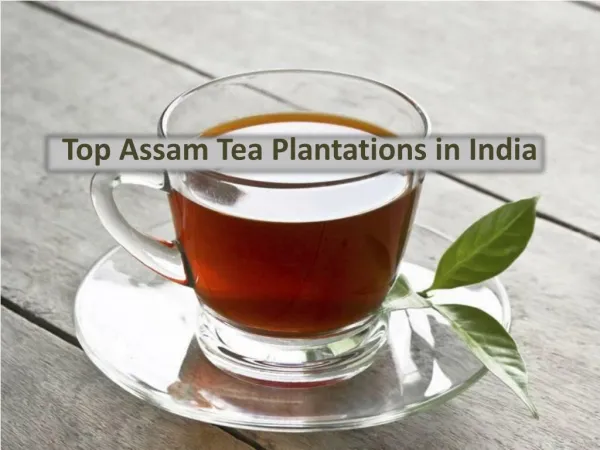 Top Assam Tea Plantations in India