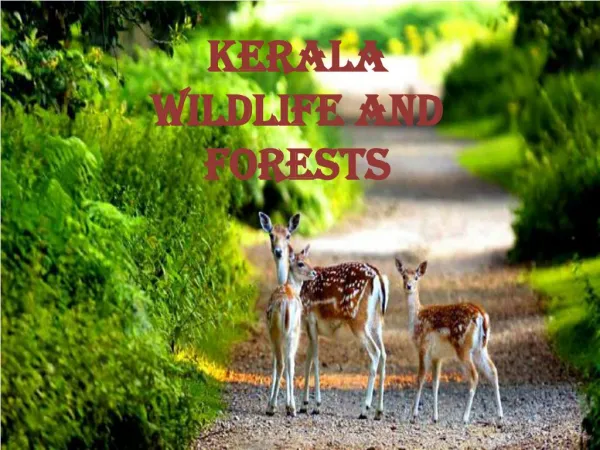 Best Kerala Wildlife Packages