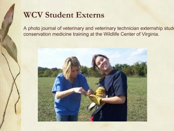 WCV Student Externs