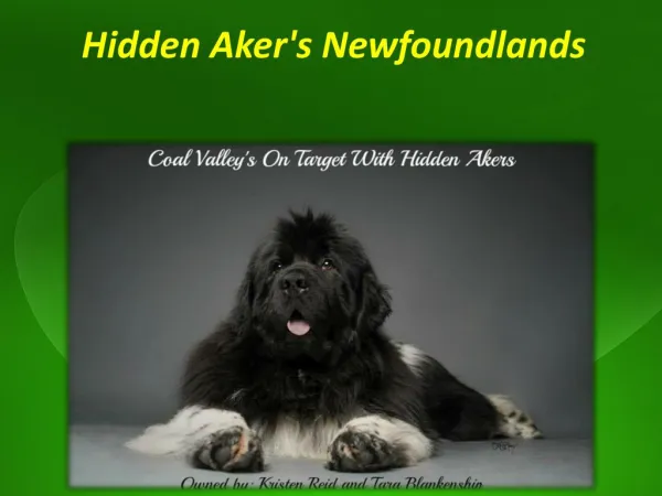 Hidden Aker's Newfoundlands