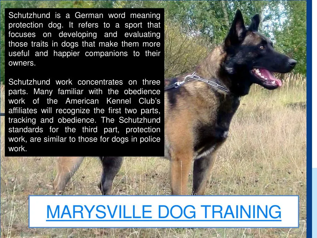 marysville dog training