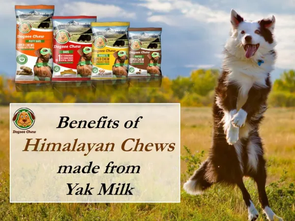 Benefits of Himalayan Chews Made from Yak Milk