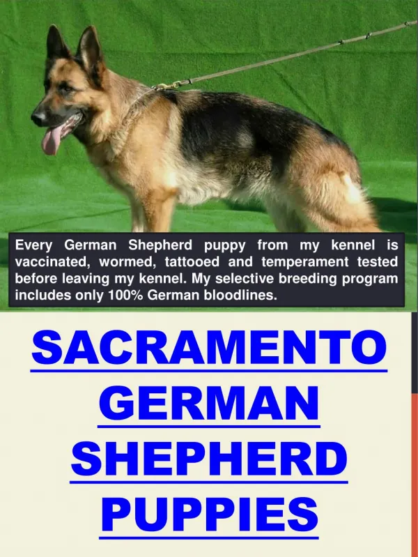Sacramento Dog Training