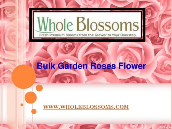 Bulk Garden Roses Flower - www.wholeblossoms.com