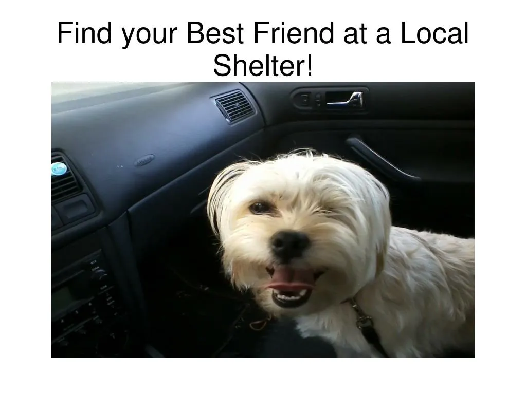 find your best friend at a local shelter