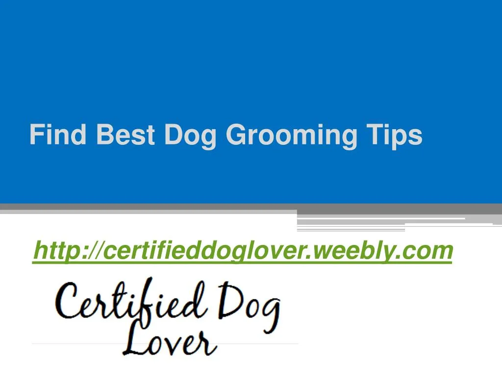 find best dog grooming tips