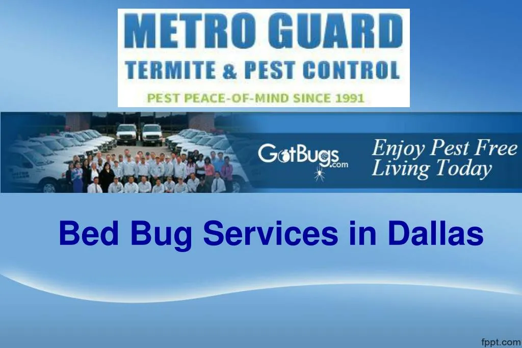 bed bug services in dallas