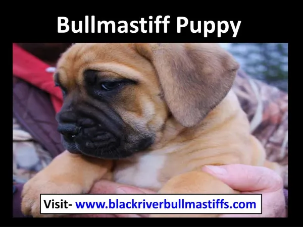 Bullmastiff puppy | Black River Bullmastiffs