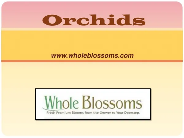Buy Fresh Cut Orchids - www.wholeblossoms.com