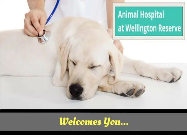 Pet Boarding And Vaccines in Wellington