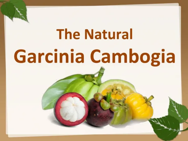 The Natural Garcinia Cambogia for weight loss