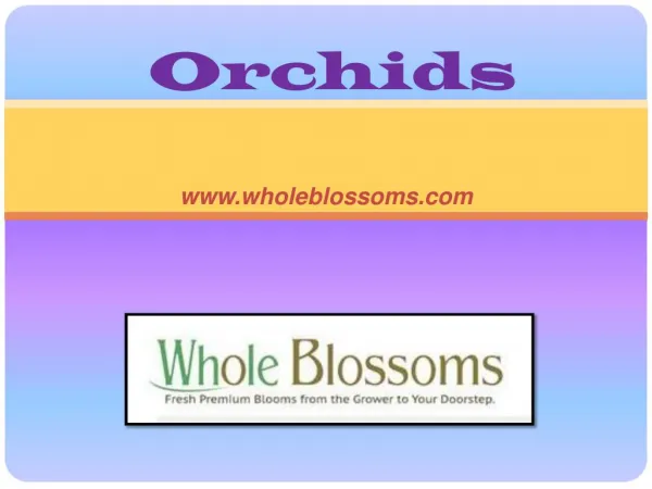 Wholesale Orchids - www.wholeblossoms.com