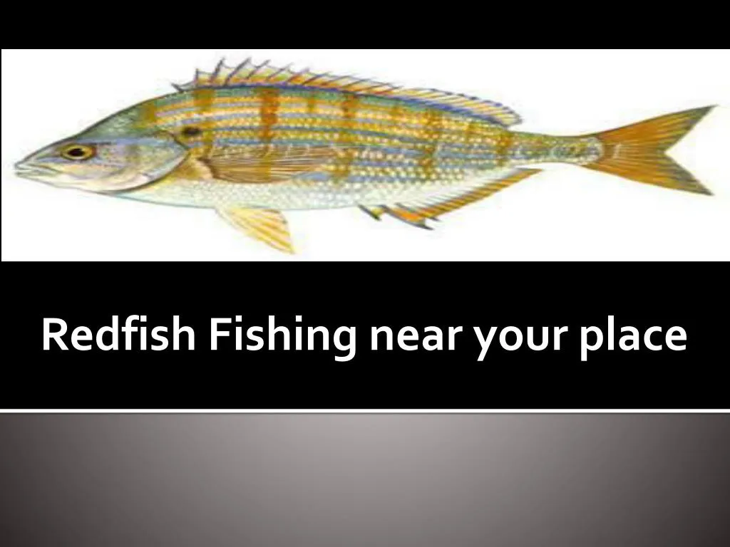redfish fishing near your place