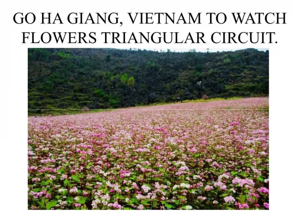 GO HA GIANG, VIETNAM TO WATCH FLOWERS TRIANGULAR CIRCUIT