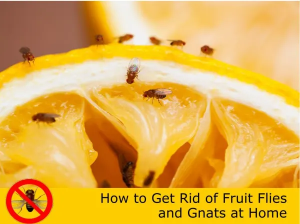 How to Get Rid of Fruit Flies and Gnats at Home