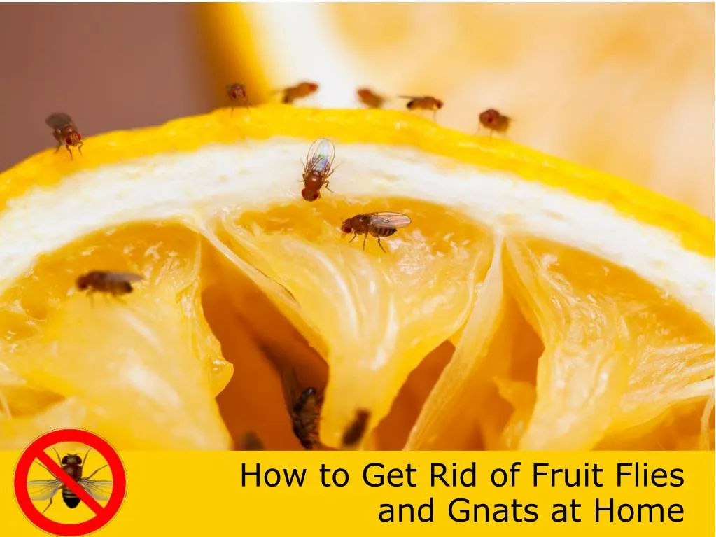 how to get rid of fruit flies and gnats at home