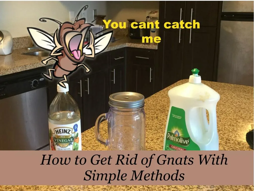 how to get rid of gnats with simple methods