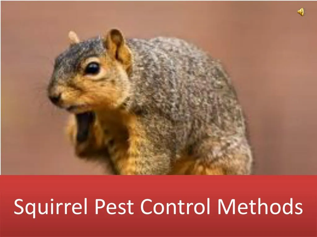 squirrel pest control methods