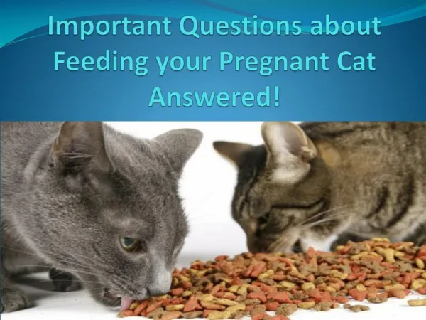 Important Questions about Feeding your Pregnant Cat Answered!
