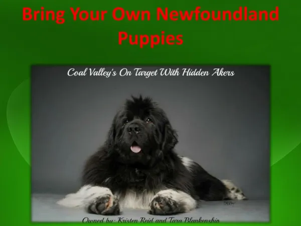 Newfoundland Puppies for Sale