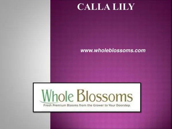 White Calla Lilies - www.wholeblossoms.com