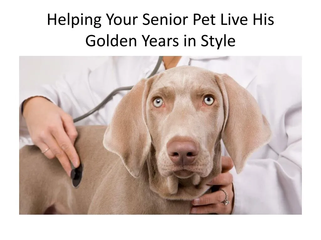 helping your senior pet live his golden years in style