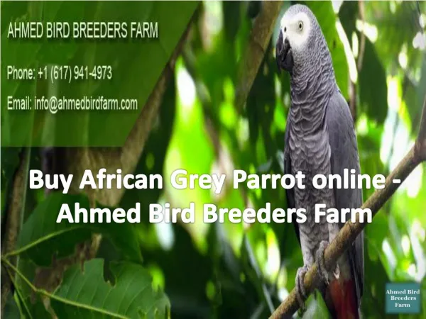 Buy African Grey Parrot online - Ahmed Bird Breeders Farm