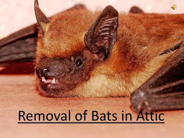 Removal of Bats in Attic