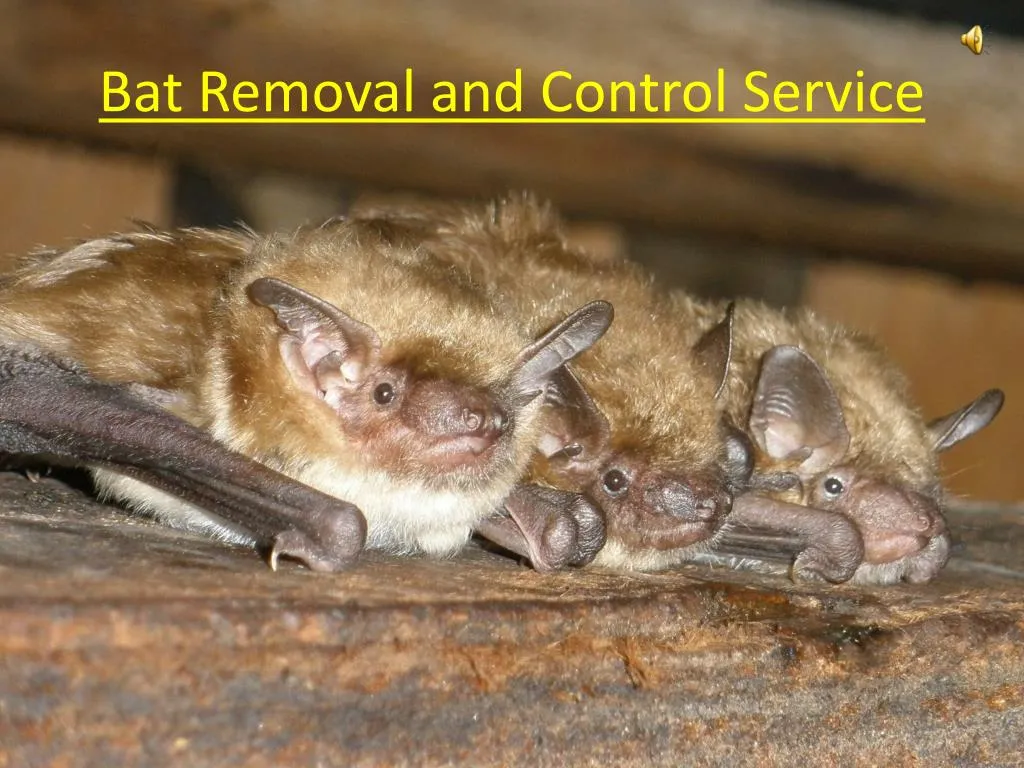 bat removal and control service