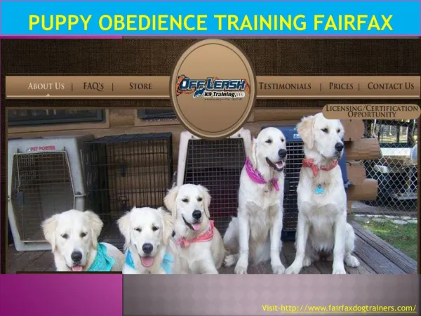 Puppy Obedience Training Fairfax